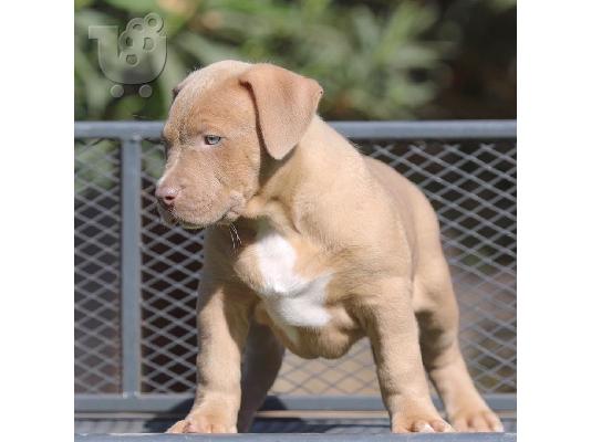 Κουτάβια Pitbull για 200 €
